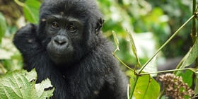10 days Rwanda and Uganda Primate Safari Combo