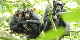 5 Days Wildlife and Gorilla Safari Uganda