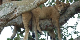 11 Days Active Uganda