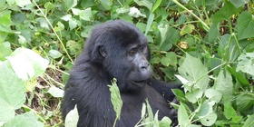   10 days gorilla and wildlife safari trip