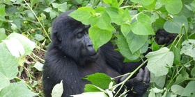 15 Days Wildlife and Cultural Safaris.