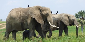 12 Days Uganda Adventure Safari